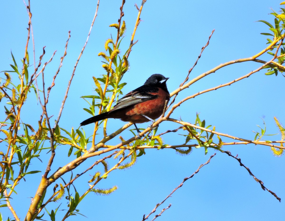 Orchard Oriole - ML618358578