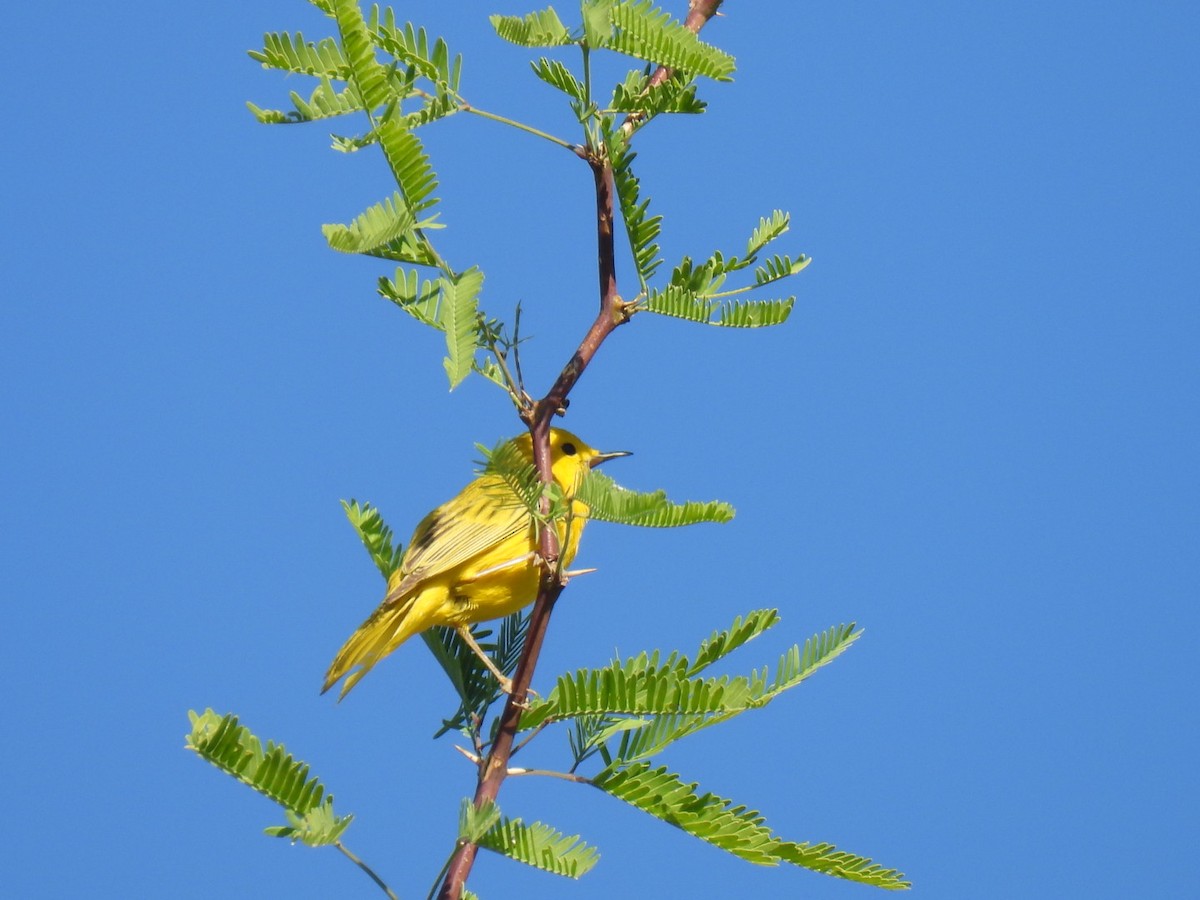 Yellow Warbler - Sue Bernstein