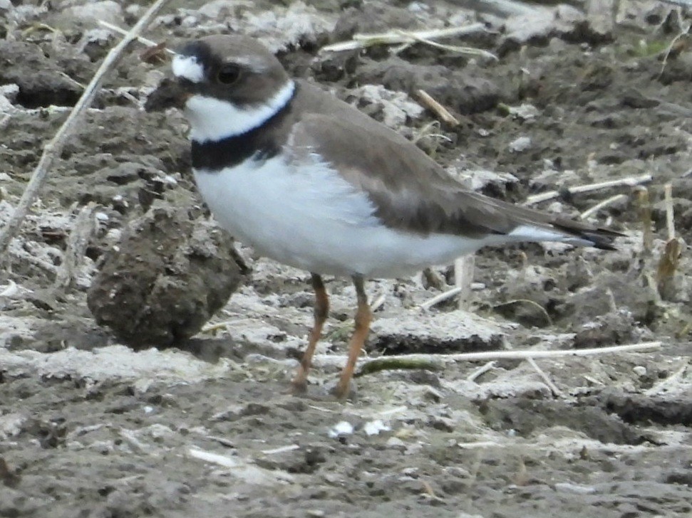 Semipalmated Plover - ML618358591