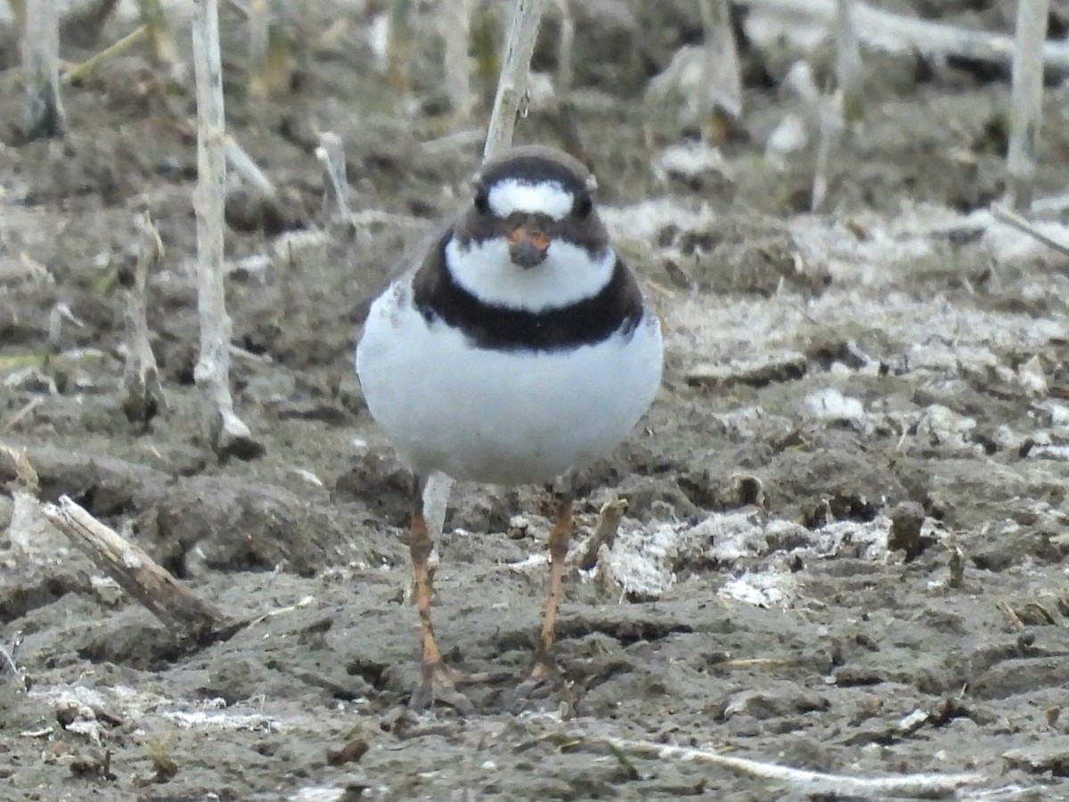 Semipalmated Plover - ML618358592