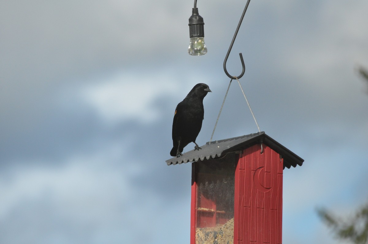 Red-winged Blackbird (Red-winged) - ML618358613