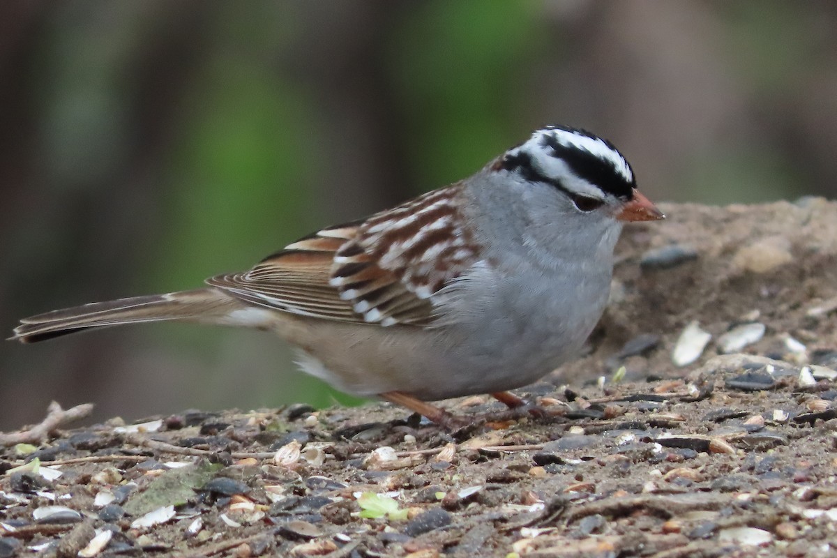 White-crowned Sparrow (Gambel's) - ML618358629