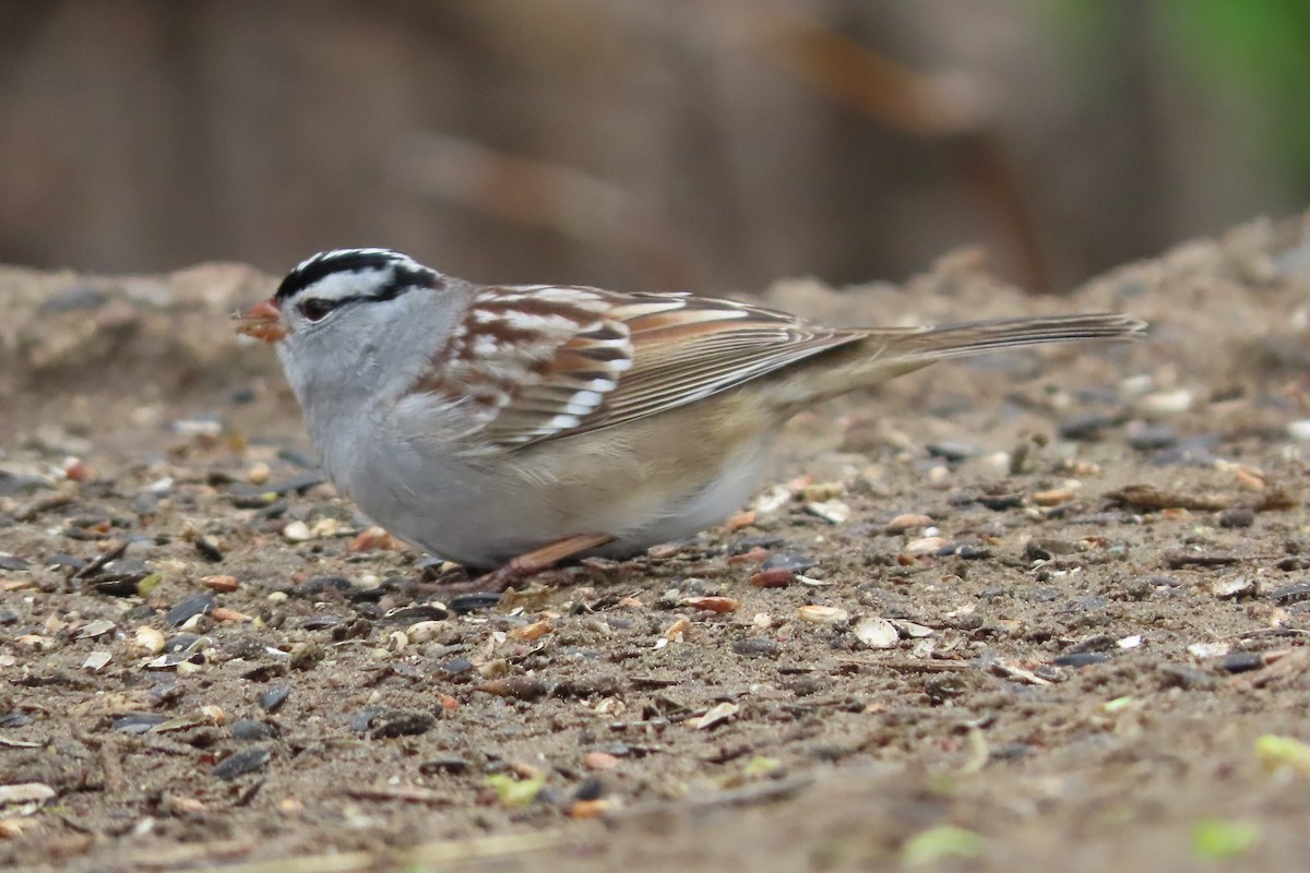 White-crowned Sparrow (Gambel's) - ML618358631