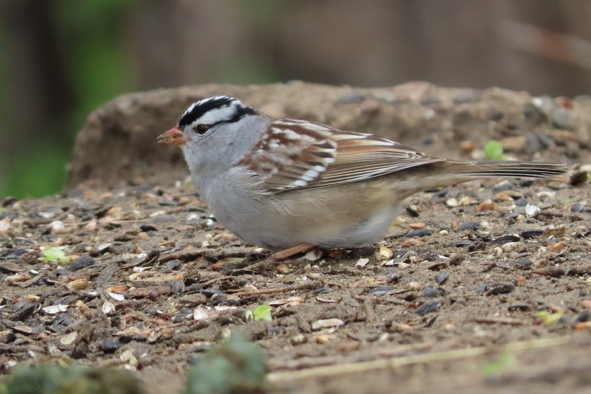 White-crowned Sparrow (Gambel's) - ML618358632