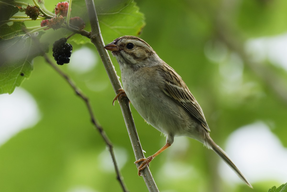 Clay-colored Sparrow - ML618358635