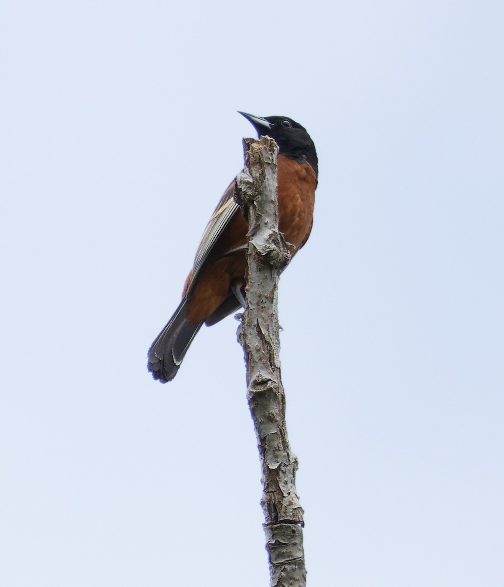 Orchard Oriole - ML618358643