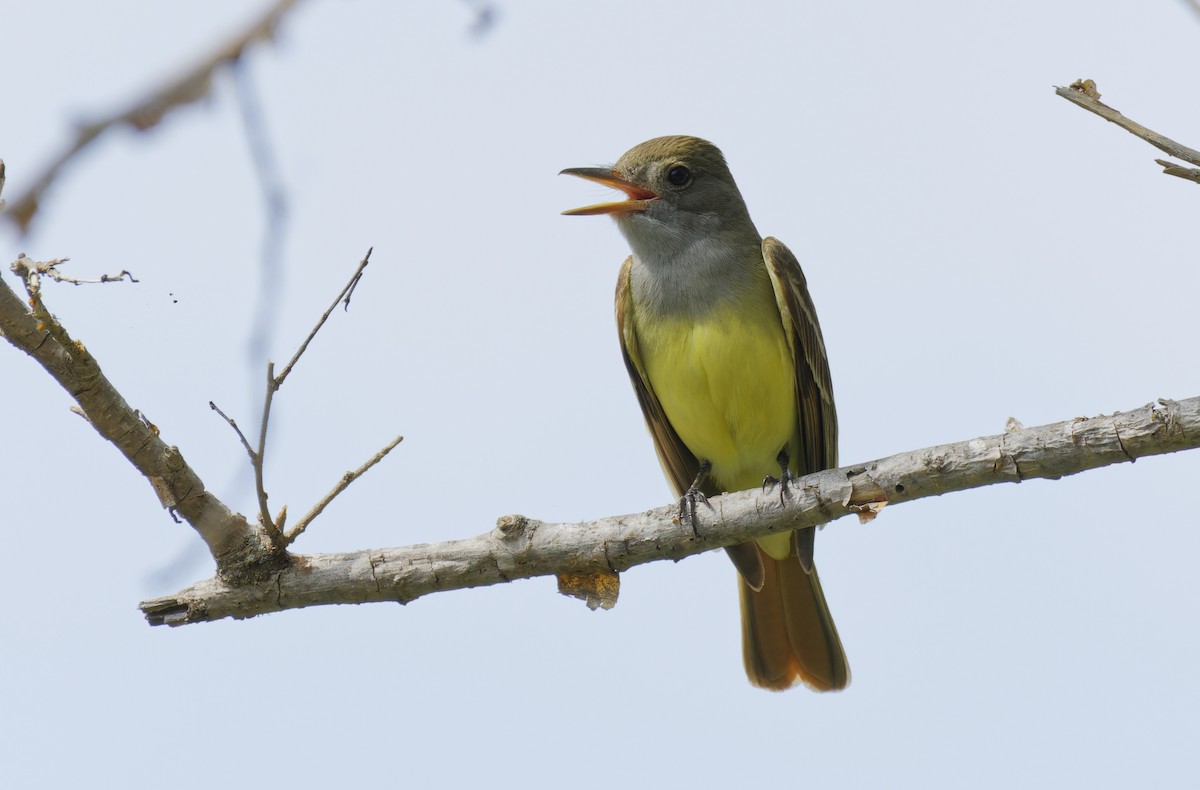 Great Crested Flycatcher - ML618358645