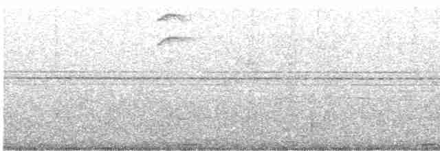 Grauband-Ameisenvogel - ML618358682