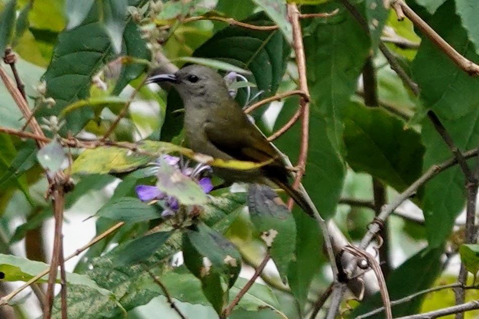 Black-throated Sunbird - ML618358693