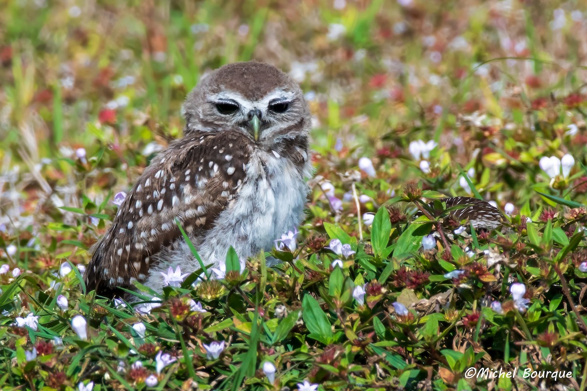 Burrowing Owl - ML618358709