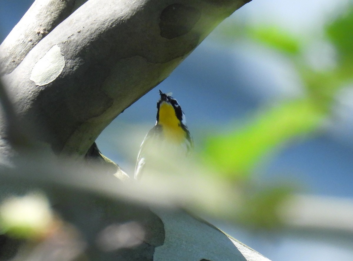 Yellow-throated Warbler - Corvus 𓄿