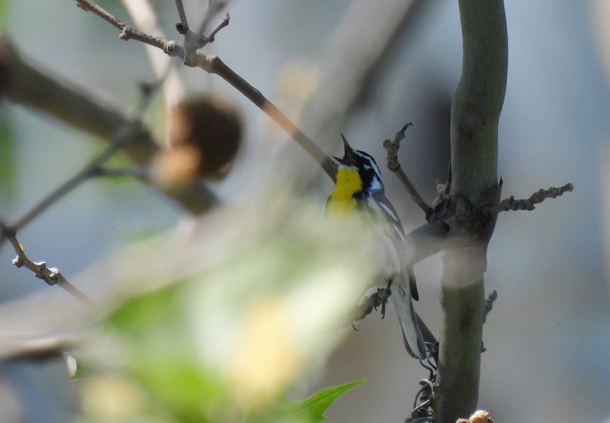Yellow-throated Warbler - ML618358717