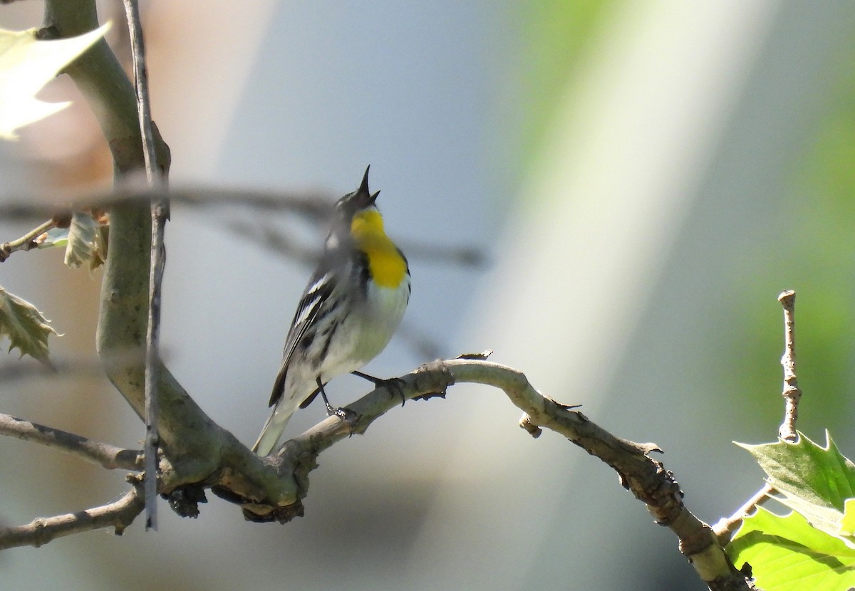 Yellow-throated Warbler - ML618358718
