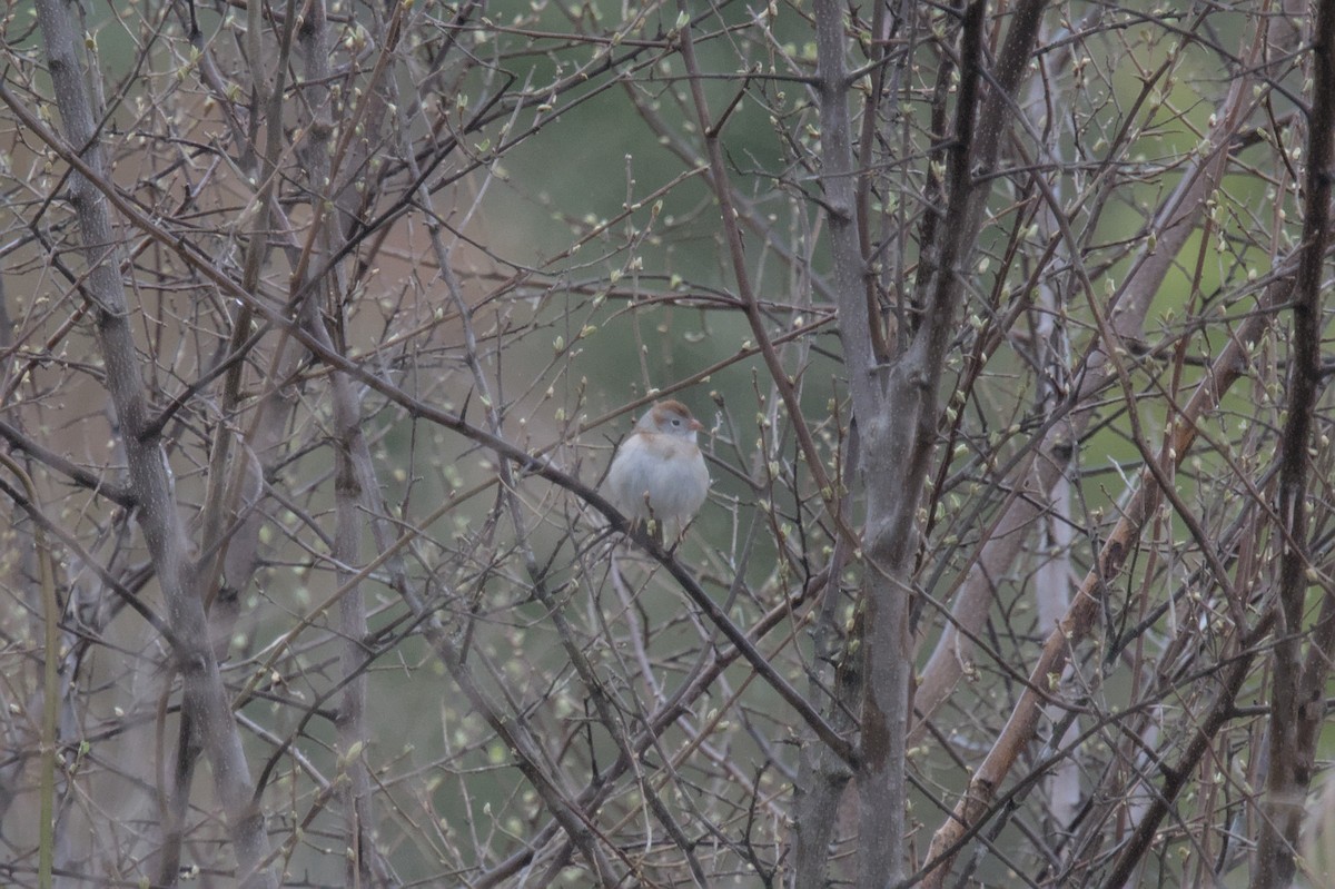 Field Sparrow - ML618358815