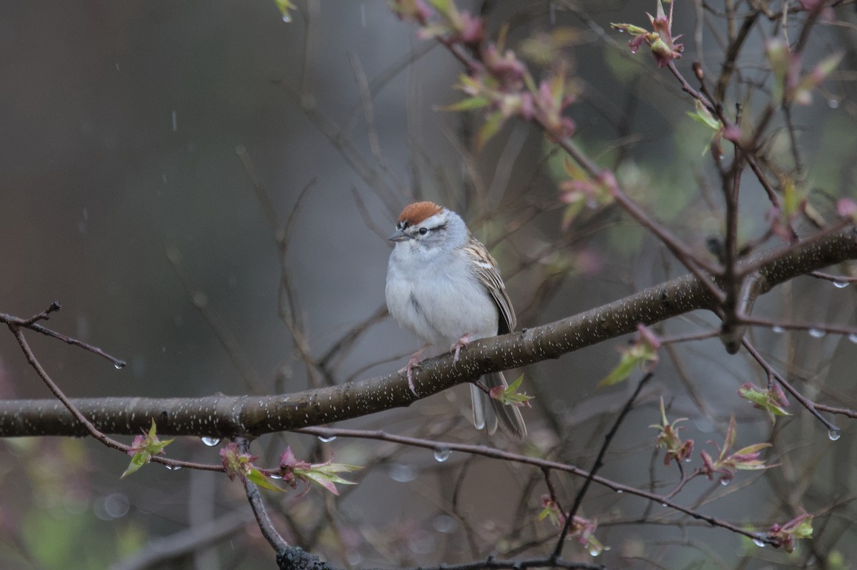 Chipping Sparrow - ML618358880