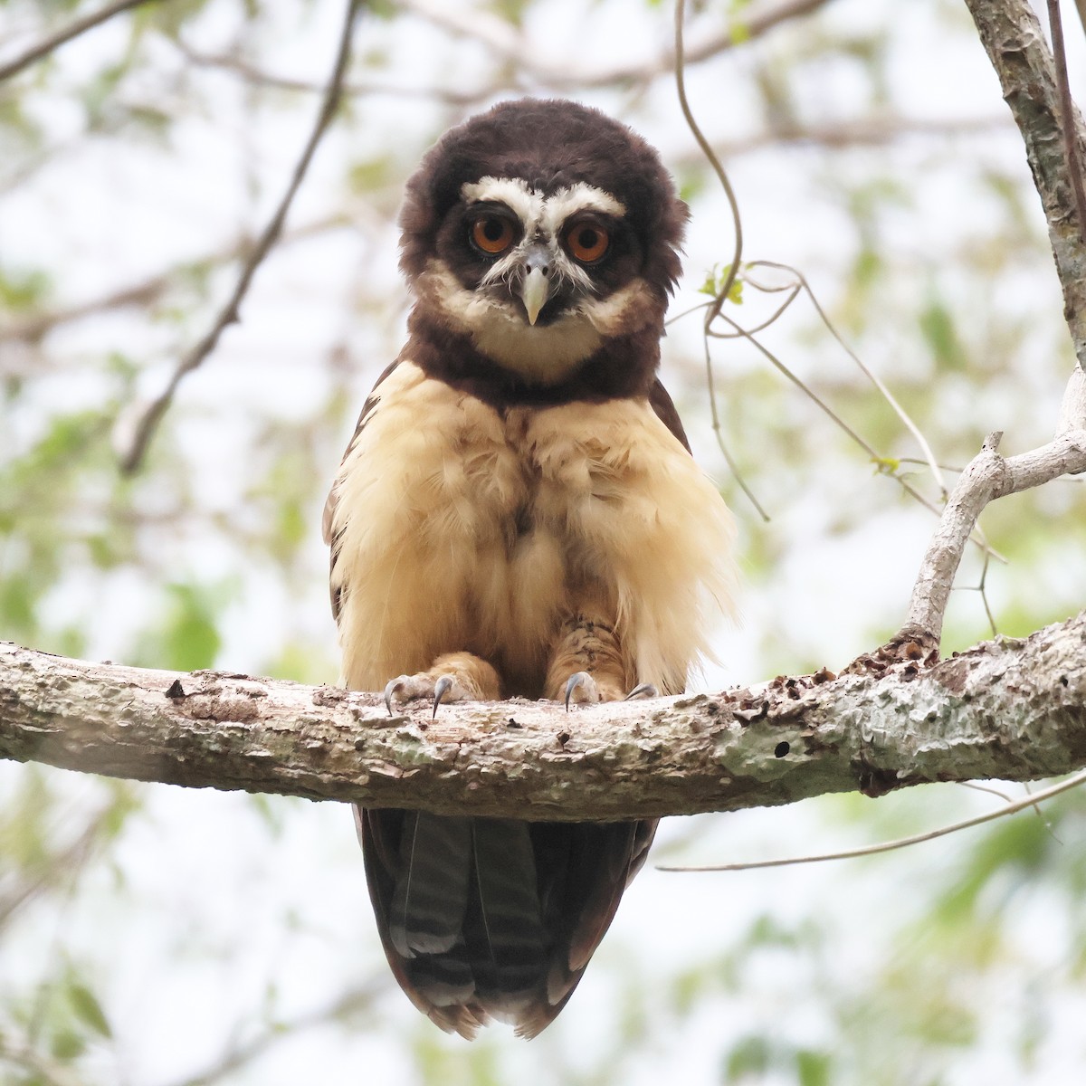 Spectacled Owl - ML618358899