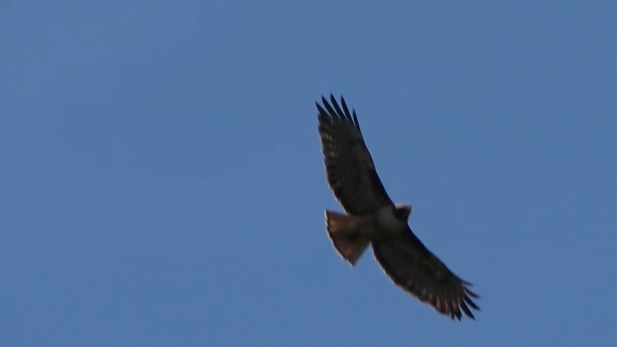 Red-tailed Hawk - ML618358913