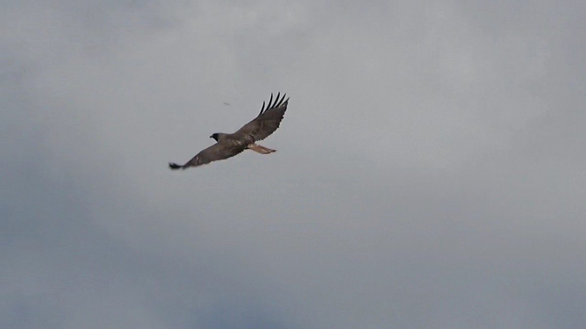 Red-tailed Hawk - ML618358915