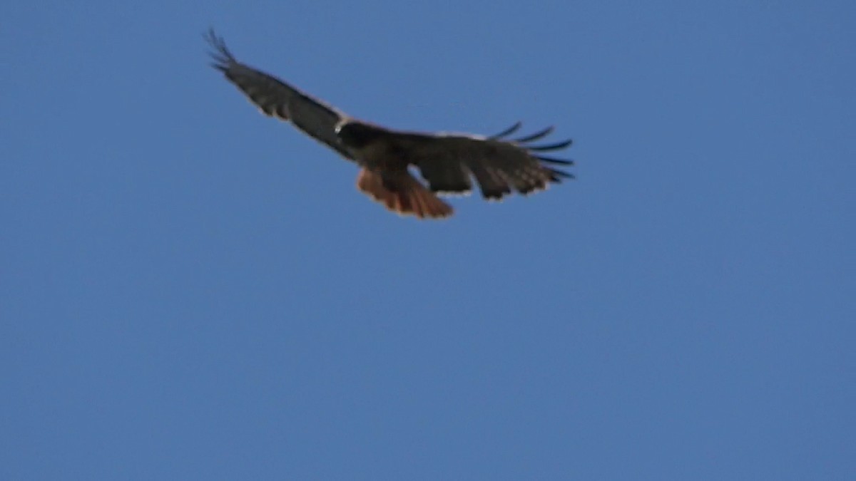 Red-tailed Hawk - ML618358916