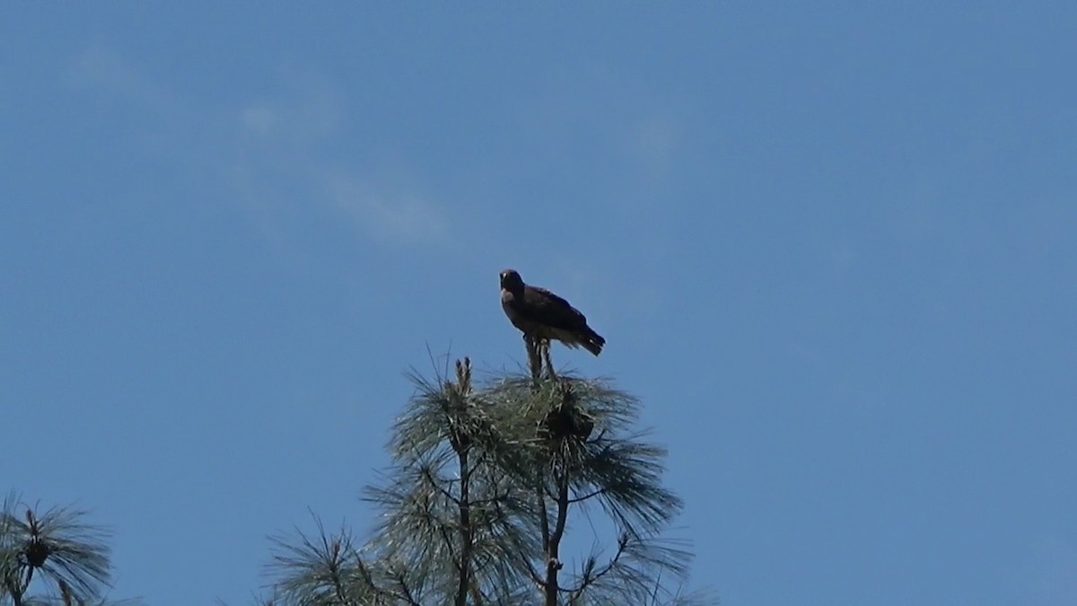 Red-tailed Hawk - ML618358918