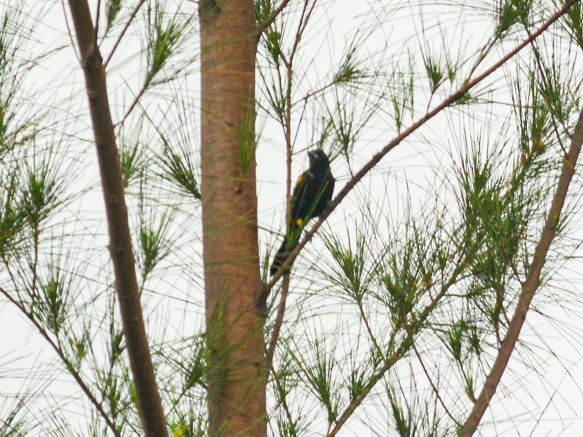 Tawny-shouldered Blackbird - ML618358919