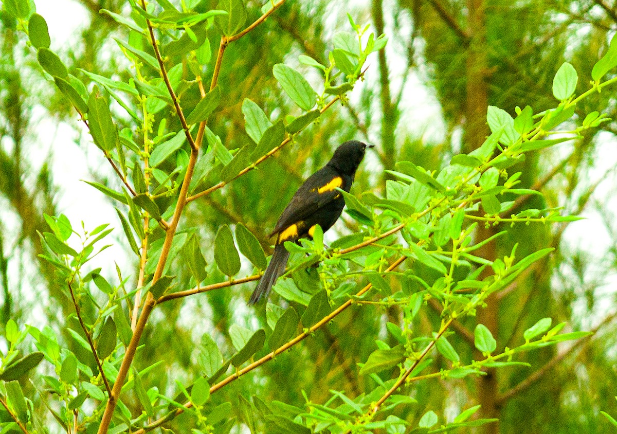 Tawny-shouldered Blackbird - ML618358921