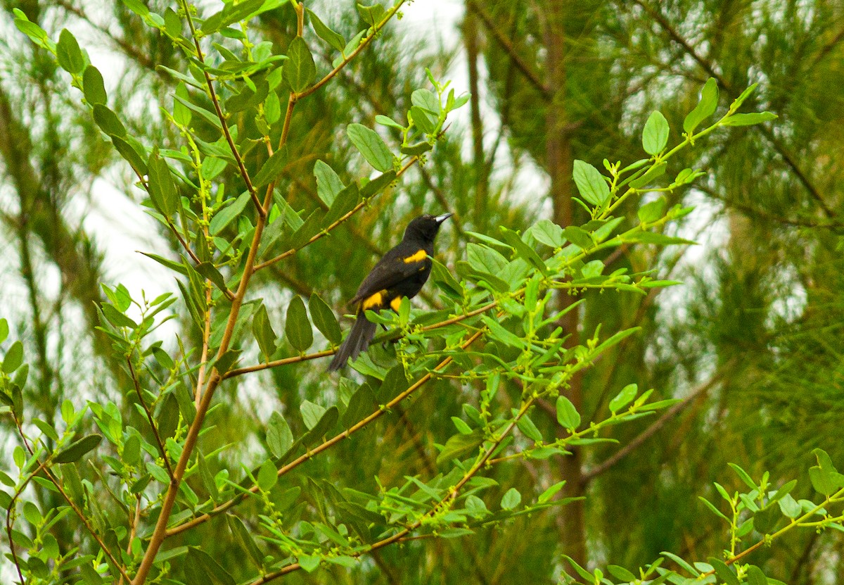 Tawny-shouldered Blackbird - ML618358922