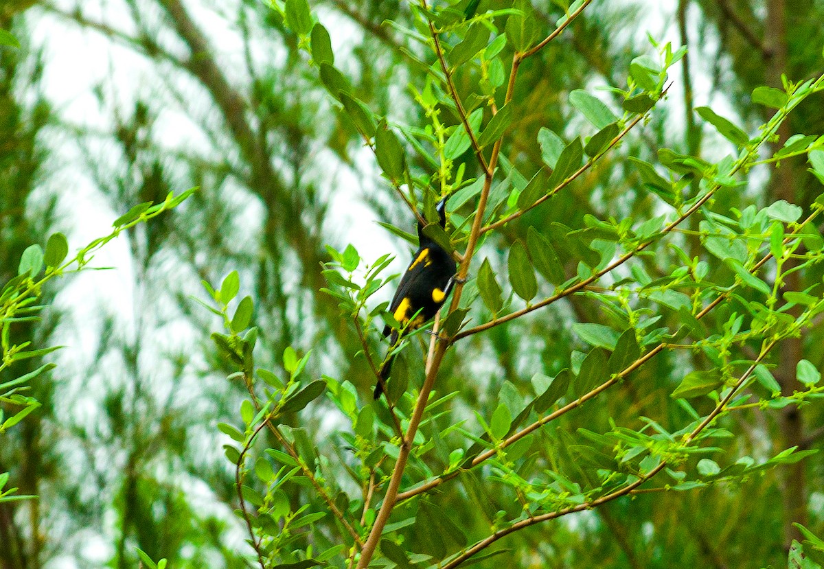 Tawny-shouldered Blackbird - ML618358923