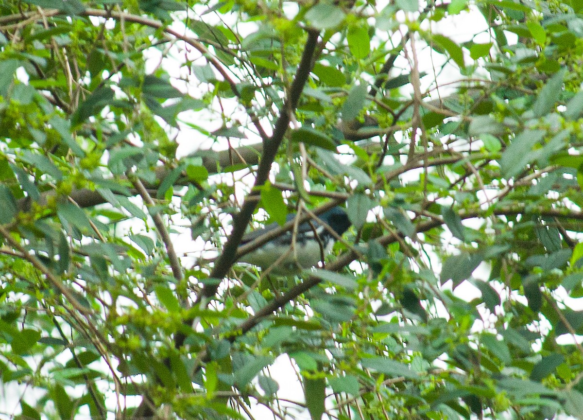 Black-throated Blue Warbler - ML618358936