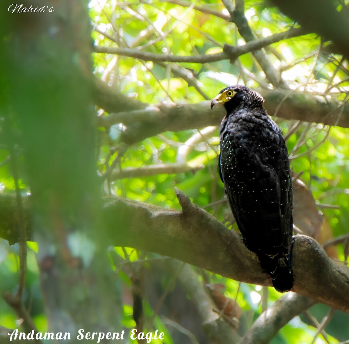 Andaman Serpent-Eagle - ML618358947