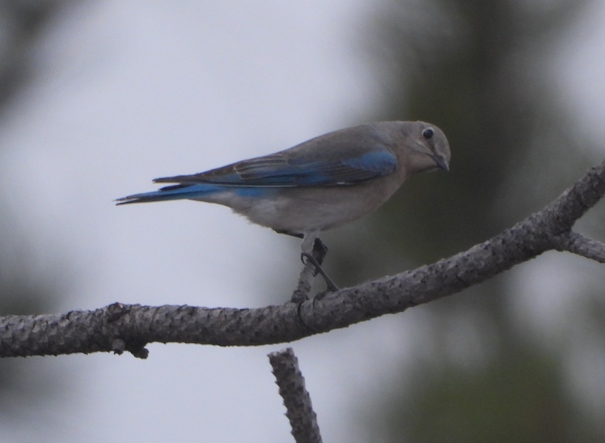 Mountain Bluebird - Rodney Macready
