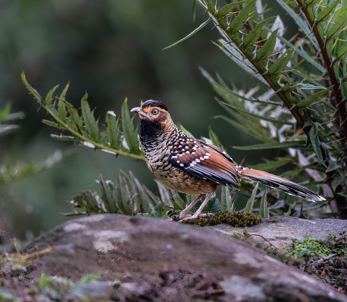 Spotted Laughingthrush - ML618358989