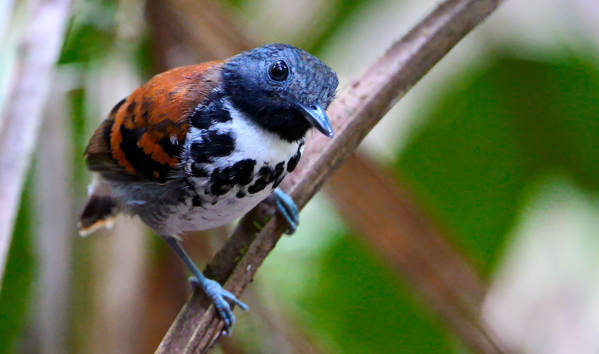 Spotted Antbird - ML618359036