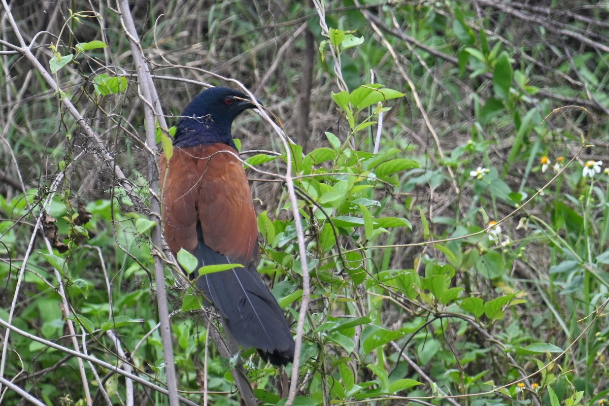 Greater Coucal (Greater) - ML618359114