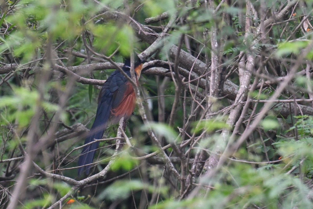 Chestnut-winged Cuckoo - Ting-Wei (廷維) HUNG (洪)