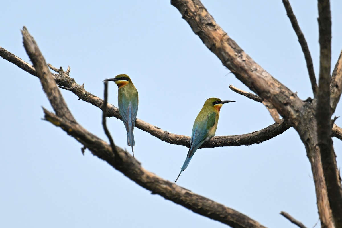 Blue-tailed Bee-eater - ML618359150
