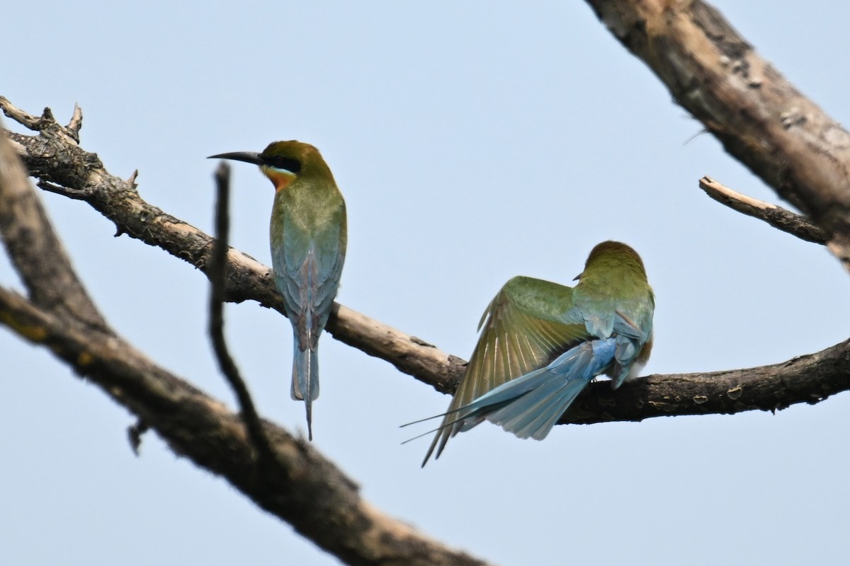 Blue-tailed Bee-eater - ML618359151