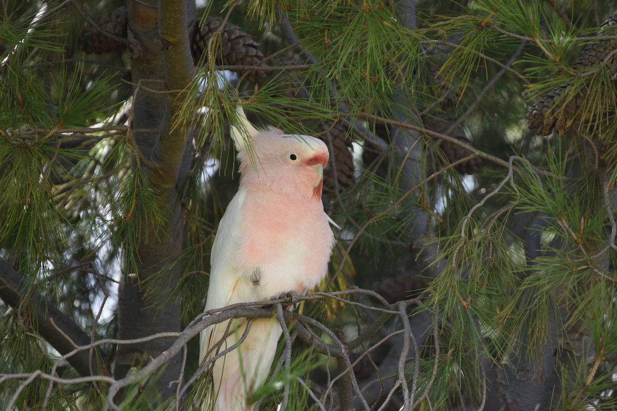 Pink Cockatoo - ML618359152