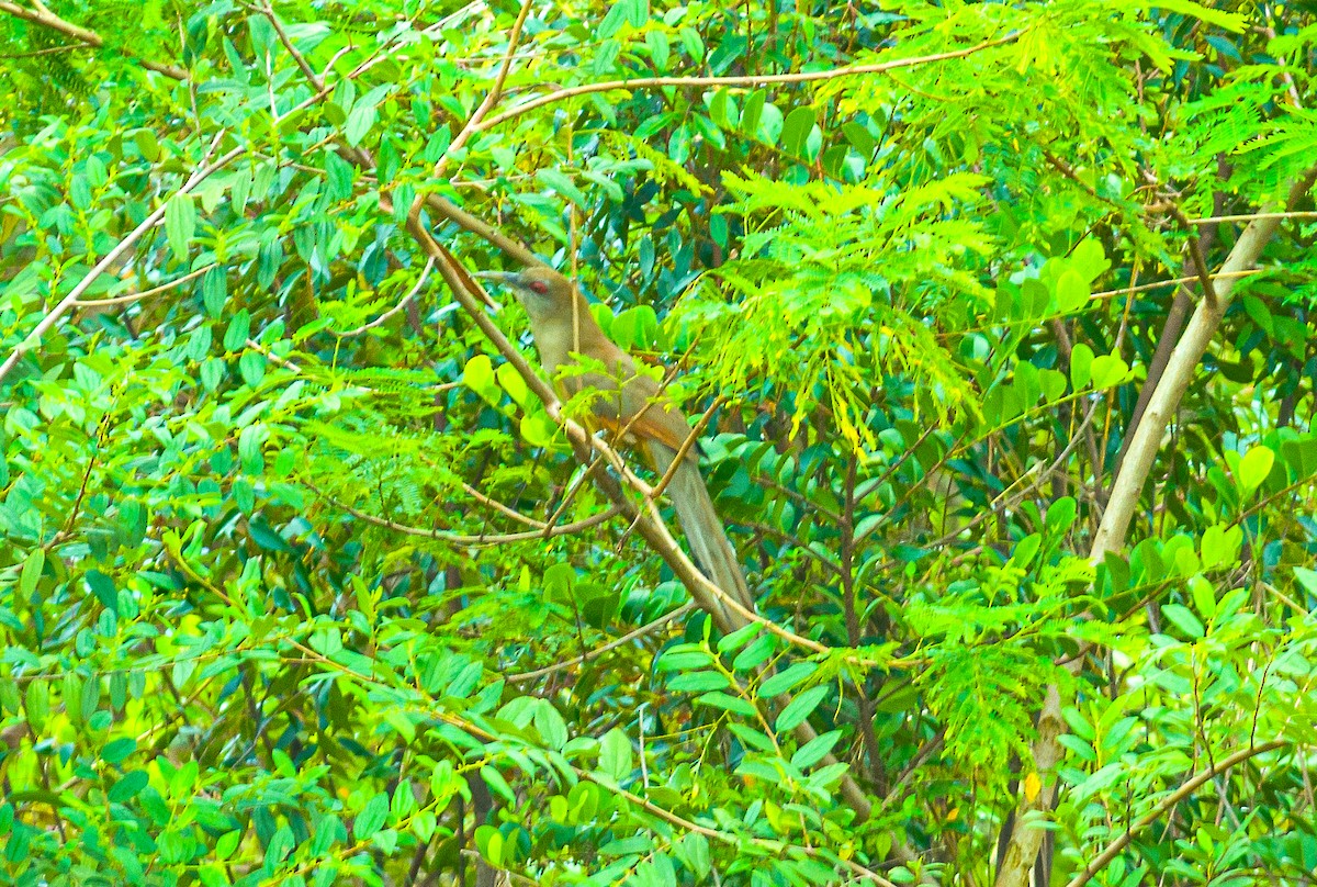 Great Lizard-Cuckoo - ML618359154