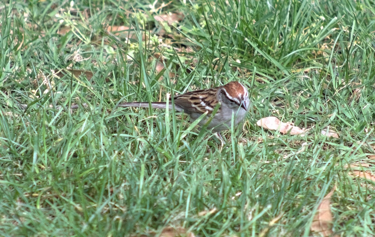 Chipping Sparrow - ML618359164