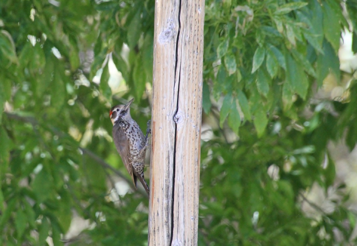 Arizona Woodpecker - ML618359176