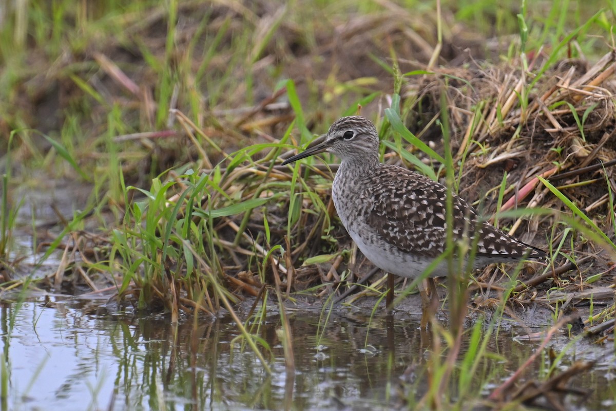 Wood Sandpiper - Ting-Wei (廷維) HUNG (洪)