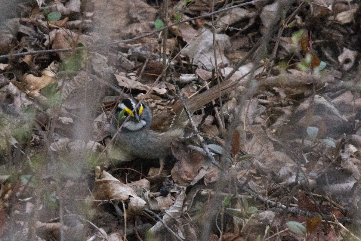 White-throated Sparrow - ML618359229