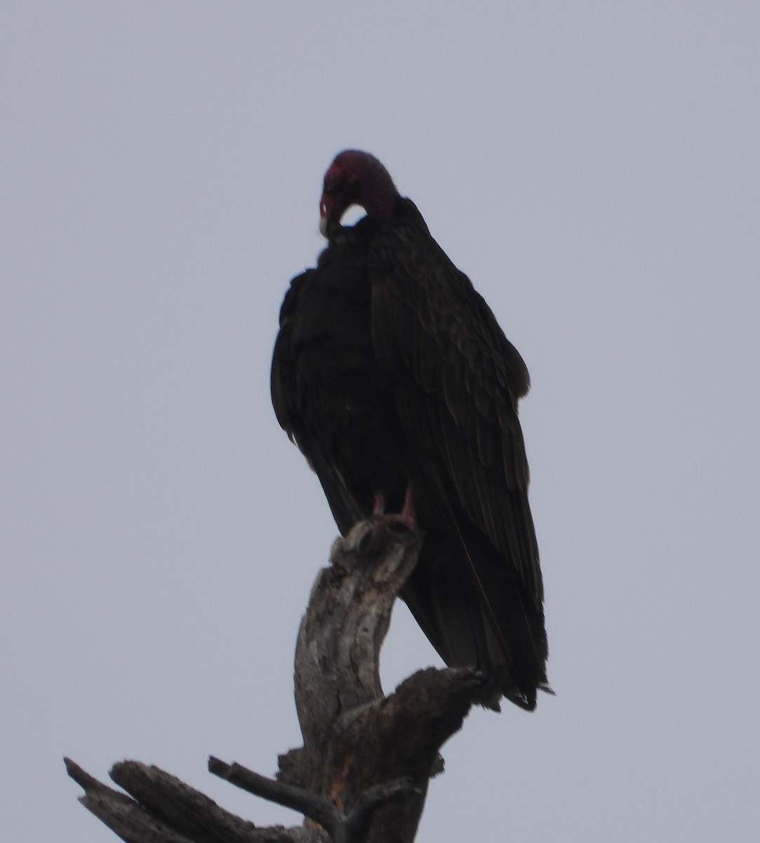 Turkey Vulture - ML618359239