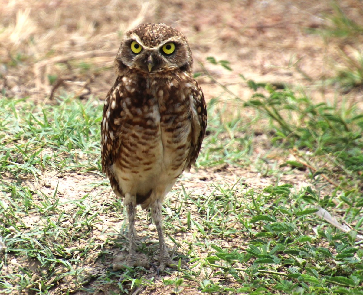 Burrowing Owl - ML618359251