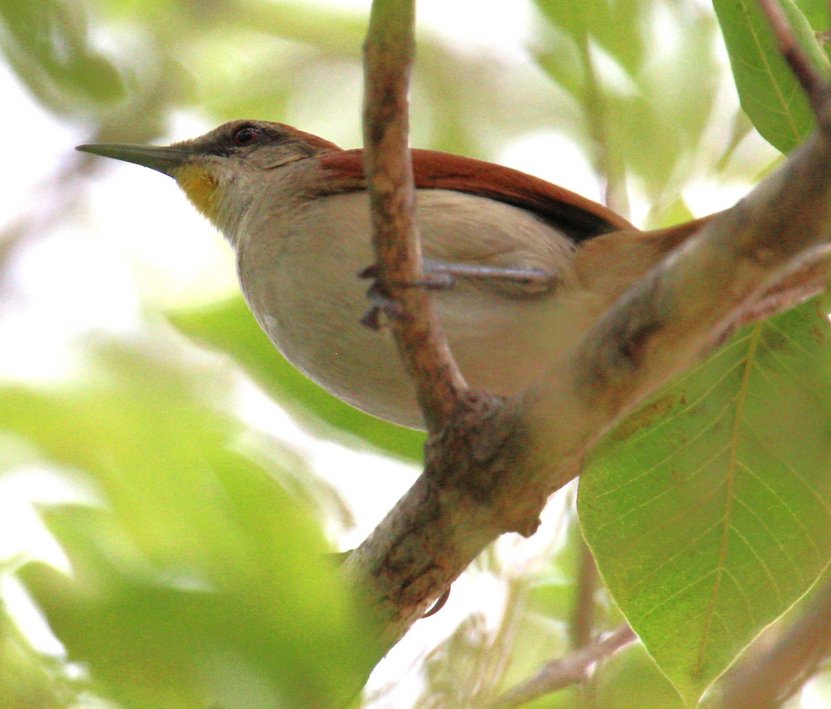Yellow-chinned Spinetail - ML618359269