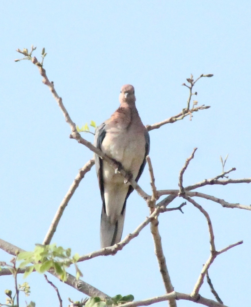 Laughing Dove - ML618359276