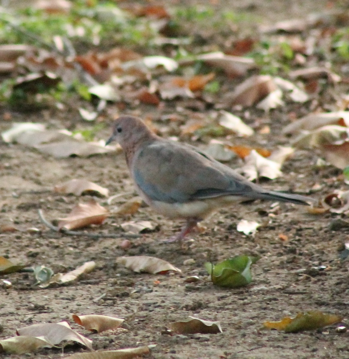 Laughing Dove - ML618359302