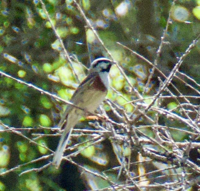 White-capped Bunting - ML618359344