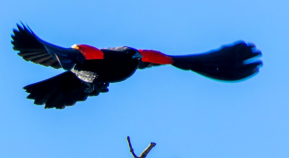 Red-winged Blackbird - Tara Plum